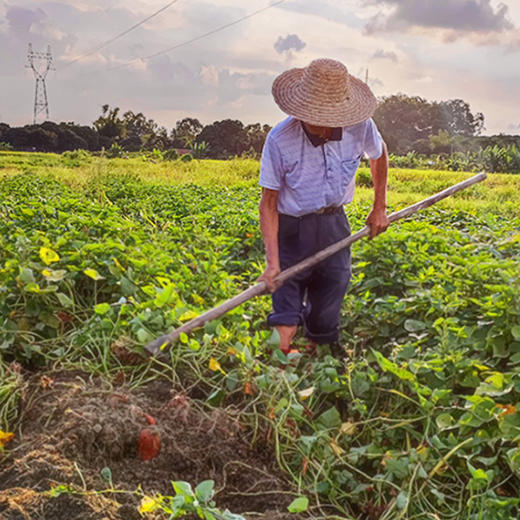 正宗一点红红薯（网红冰淇淋红薯）粉糯香甜糯而不粘 适合蒸煮 农家自种包邮发出 商品图1