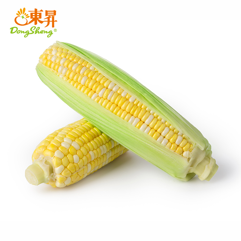 东升农场 金银玉米棒子 包谷 粟米 广州蔬菜新鲜配送 500g