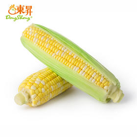东升农场 金银玉米1号玉米广州蔬菜新鲜配送 500g