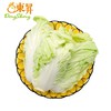 东升黄芽白 包心白菜广州生鲜优先配送300G 商品缩略图0