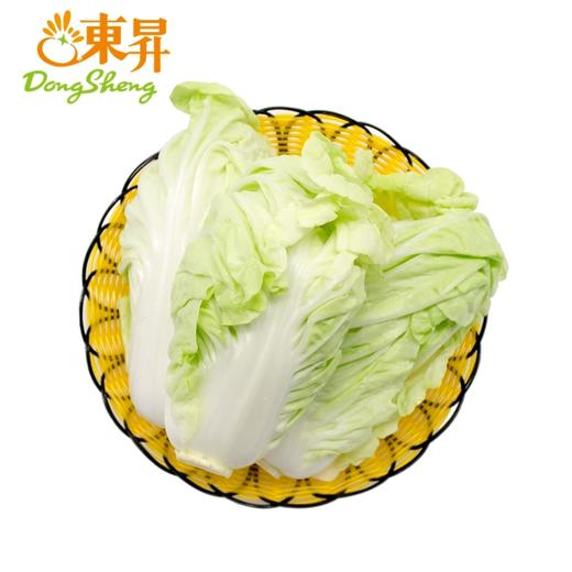 东升黄芽白 包心白菜广州生鲜优先配送300G 商品图0