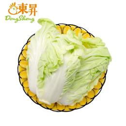 东升黄芽白 包心白菜广州生鲜优先配送300G