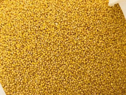 周五取货：【黄小米】一袋4斤，米油含量高，米香味浓郁，绿色，健康，营养！ 商品图2