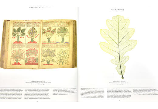 探索植物学世界 英文原版 园丁和艺术爱好者收藏礼物 Plant: Exploring the Botanical World 精装 300幅植物摄影照片 家居与园艺 商品图2