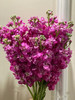 紫罗兰（10枝） 商品缩略图2