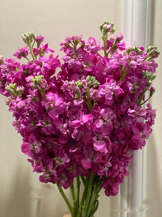 紫罗兰（10枝） 商品图2