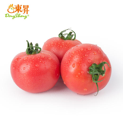东升农场 粉番茄  粉西红柿 广州蔬菜新鲜配送 500g 商品图0