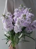 紫罗兰（10枝） 商品缩略图3