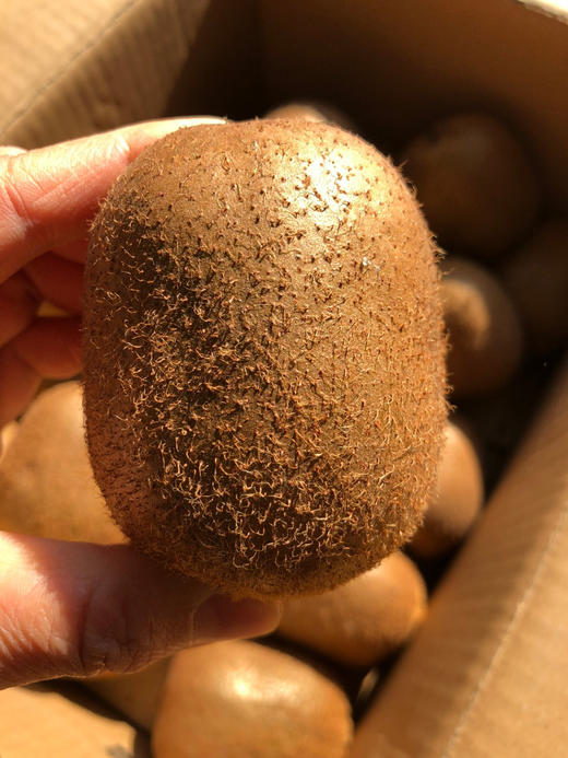 【限量秒杀】徐香（绿心）即食猕猴桃，皮薄肉厚，硬果酸甜、软果纯甜多汁 商品图0