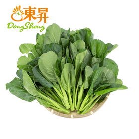 东升菜心 菜薹 广州蔬菜新鲜配送300G