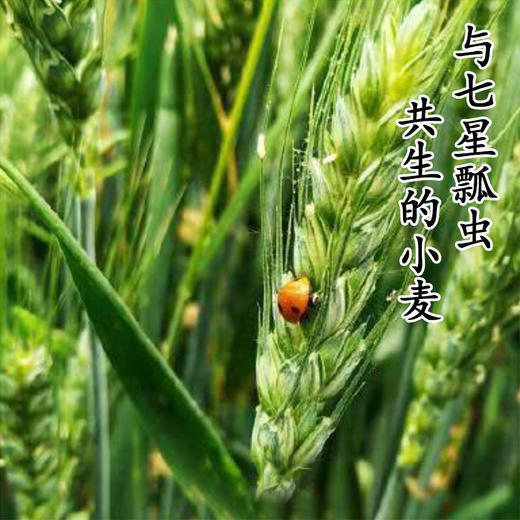 VIP私人定制服务【全麦面粉5斤装】 商品图2