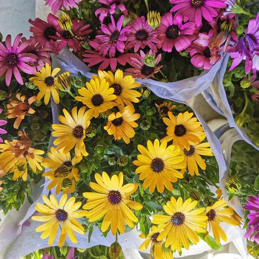 彩南非 商品图0