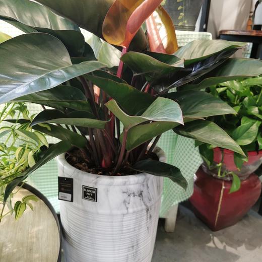 大理石花纹盆-红钻 商品图0