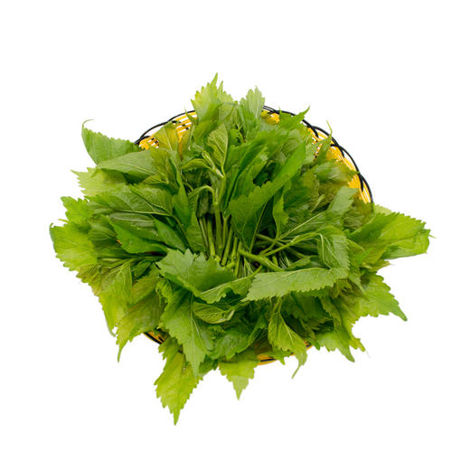 东升农场  鲜桑叶  、桑椹叶、黄桑叶  新鲜配送250G（非蚕虫食用） 商品图1