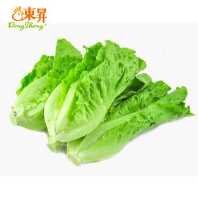 东升农场 生菜 意大利生菜 莴苣 鹅仔菜 莴仔菜 广州蔬菜新鲜配送 300g