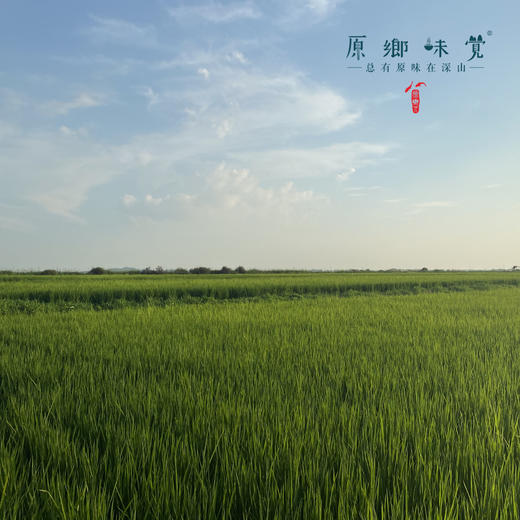 五常有机大米|（基地直发-圆通包邮） | 5斤/袋，来自黑龙江五常，生产者：赵军【合作生产，公平贸易】 商品图8