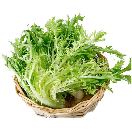 绿源禾心有机苦苣 商品图0