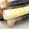 东升农场 雷竹笋  春笋 早竹笋  早园竹笋  广州蔬菜新鲜配送500G 商品缩略图0