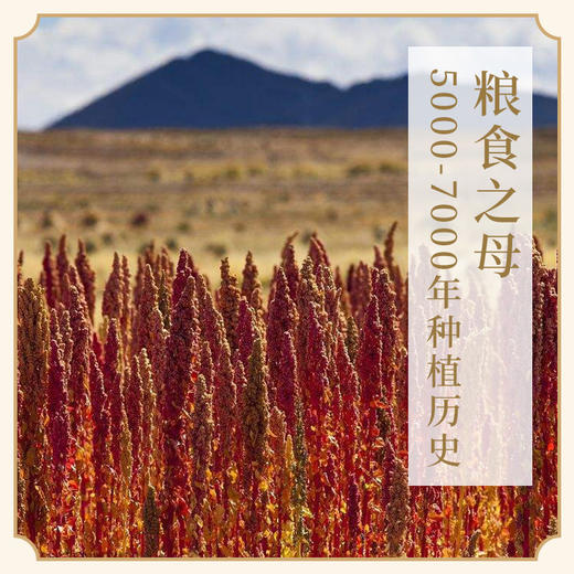 高原去皂苷白藜麦 宇航员孕妇食物 素食 2斤/袋 商品图2