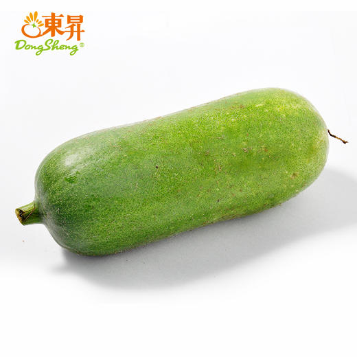 东升农场毛瓜节瓜嫩瓜北瓜广州蔬菜新鲜配送500g