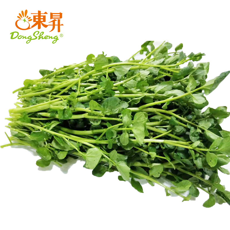 东升农场 西洋菜 东洋草  广州蔬菜新鲜配送300G
