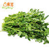 东升农场 西洋菜 东洋草  广州蔬菜新鲜配送300G 商品缩略图0