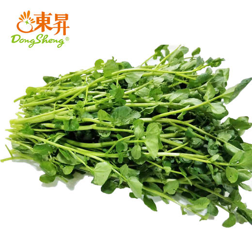 东升农场 西洋菜 东洋草  广州蔬菜新鲜配送300G 商品图0