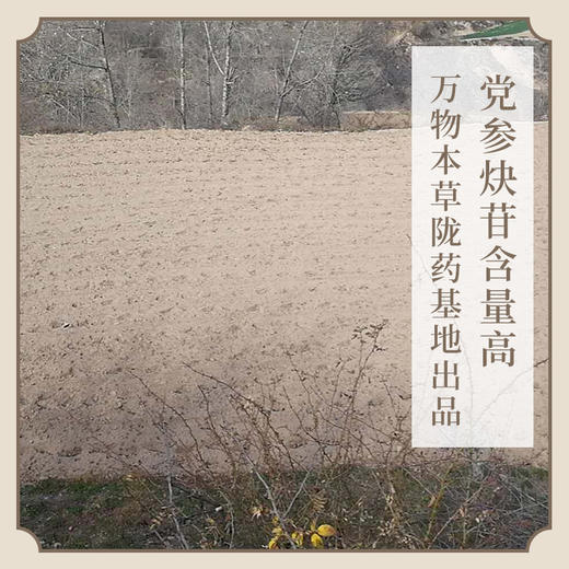 【新货】不熏硫 气血双补不上火 药食同源 党参 商品图2