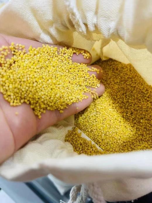 周五取货：【黄小米】一袋4斤，米油含量高，米香味浓郁，绿色，健康，营养！ 商品图1