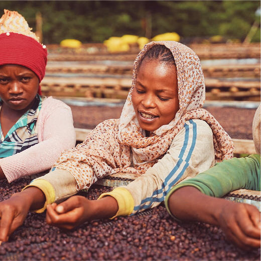 水果炸弹埃塞俄比亚COE#12精品手冲咖啡豆新鲜烘焙现磨粉80/200g 商品图1