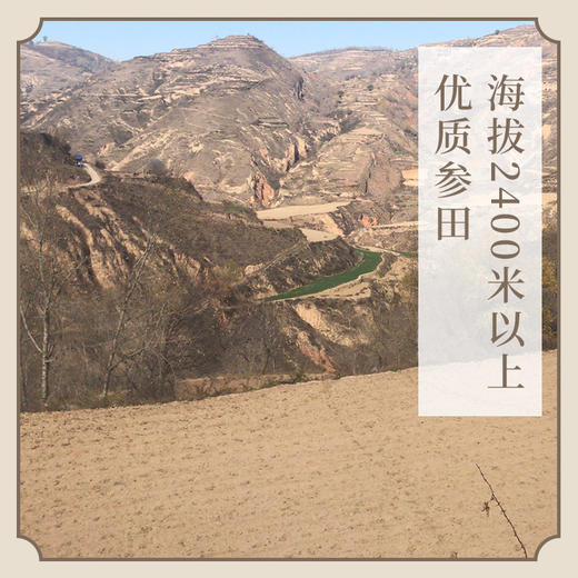 【新货】不熏硫 气血双补不上火 药食同源 党参 商品图1