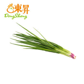 东升农场 生葱 香葱调配料 毛葱 广州蔬菜新鲜配送 100g