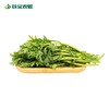 谷宝生态小叶茼蒿 商品缩略图0