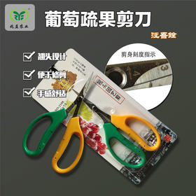 汪吾銓 葡萄修果挑粒翘头剪刀  剪身刻度指示