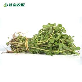 谷宝生态马齿苋300g