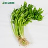 谷宝生态西芹 商品缩略图0