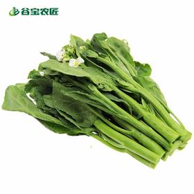 谷宝生态广东芥蓝