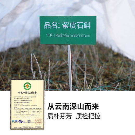 【去春燥补津液！】买赠活动【九大仙草之首石斛原浆】甄选5年份仿野生紫皮石斛  紫皮石斛 原浆含量90%以上 商品图7