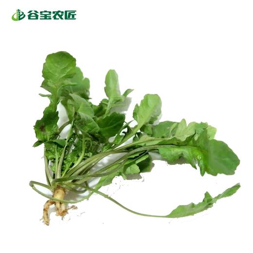 谷宝生态荠菜 商品图0