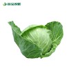 谷宝生态圆包菜 商品缩略图0
