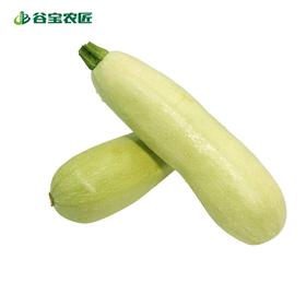 谷宝生态西葫芦