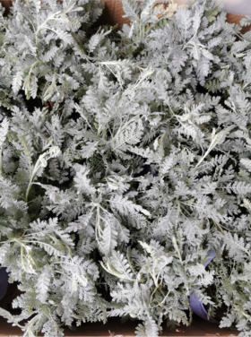 银叶菊盆栽