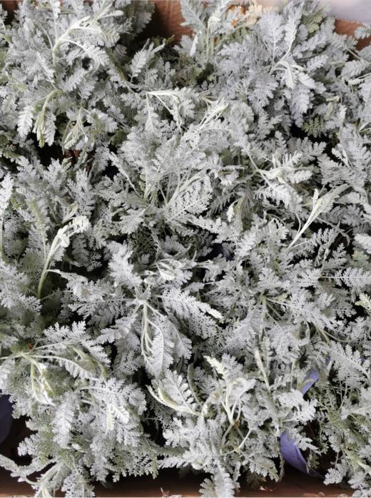 银叶菊盆栽 商品图0