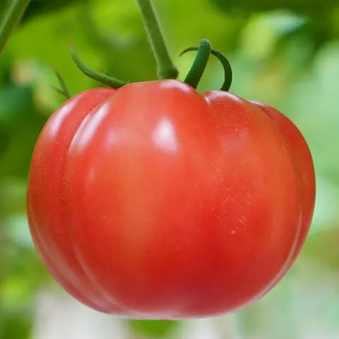 『普罗旺斯西红柿』一款当水果吃的番茄贵族 商品图5