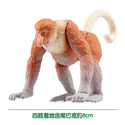 安利亚-ANI-179726长鼻猴 商品图3