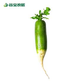 谷宝生态沙窝萝卜