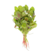 谷宝生态红苋菜 商品缩略图0