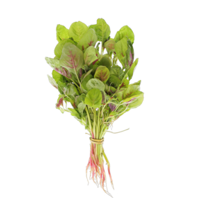 谷宝生态红苋菜