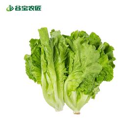 谷宝生态意大利生菜