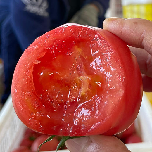 『普罗旺斯西红柿』一款当水果吃的番茄贵族 商品图1